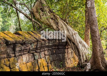 Les ruines de clôture arbre jungle Koh Ker temples groupe de célèbres temples de la maison dans le complexe de temple du Xe siècle dans la jungle cambodgienne du nord. Landsca archéologique Banque D'Images