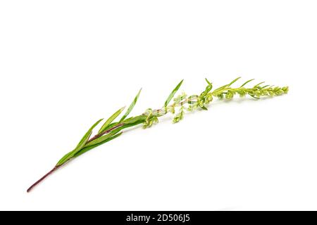 Branche d'Artemisia vulgaris isolée sur fond blanc Banque D'Images