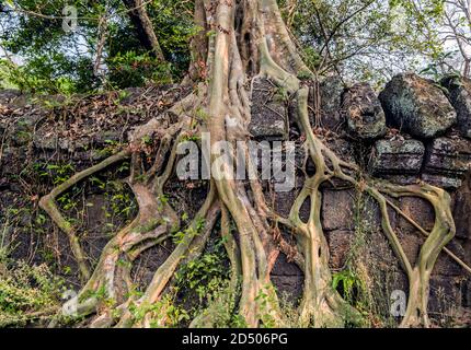 Clôture ruines arbre jungle Angkor Wat, Cambodge. Patrimoine mondial de l'UNESCO. Paysage archéologique de Koh Ker Moss sur la pierre brique grès lateri Banque D'Images