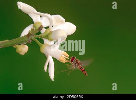 abeille attirant des fleurs sauvages en fleur macro Banque D'Images