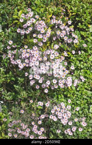 les fleurs d'automne d'aster fleurissent d'août à la fin de Octobre Banque D'Images