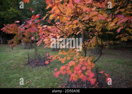 Egham, Royaume-Uni. 11 octobre 2020. Un érable japonais dégarni (Acer japonicum) affiche le feuillage dans des tons vifs du début de l'automne dans le Grand parc de Windsor. Les horticulteurs ont prédit une exposition spectaculaire des couleurs de l'automne au Royaume-Uni après le temps ensoleillé au printemps et en septembre ainsi que des pluies suffisantes pendant l'été. Crédit : Mark Kerrison/Alamy Live News Banque D'Images