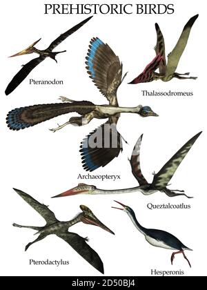 Ensemble d'oiseaux préhistoriques - rendu 3D Banque D'Images