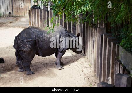 Rhino dans l'enceinte du zoo avec corne rasée Banque D'Images