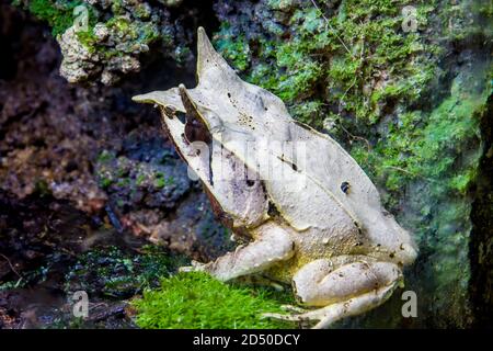 La grenouille à long nez (Megophrys nasuta) est une espèce de grenouille limitée aux zones de la forêt tropicale du sud de la Thaïlande et de la Malaisie péninsulaire. Banque D'Images