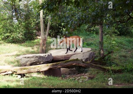 Un loup à la manée dans un parc boisé de zoo Banque D'Images