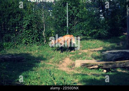 Un loup à la manée dans un parc boisé de zoo Banque D'Images