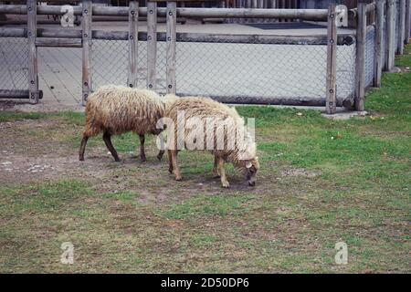 Moutons dans les enclos du zoo, pâturage sur l'herbe Banque D'Images