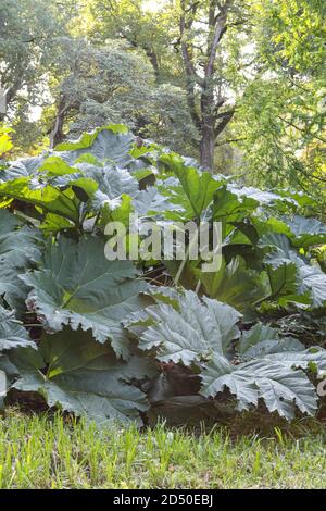Gunnera manucata / rhubarbe géante Banque D'Images