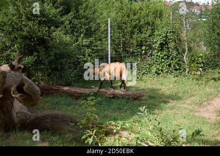 Un loup à la manée dans un parc boisé de zoo Banque D'Images