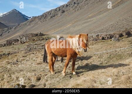 Calèche sur un champ Banque D'Images