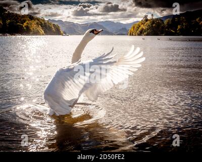 Le cygne floquant ses ailes sur le lac Derwentwater en anglais Lake District Banque D'Images