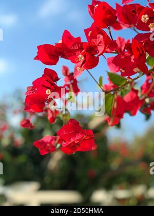 Bougainvillea rouge vif et magnifique fleurit dans le jardin, vu contre un ciel bleu en arrière-plan. Banque D'Images