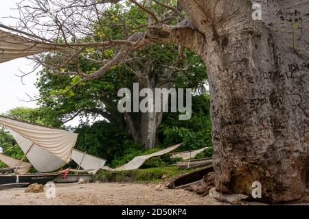 Un baobab géant se trouve près de l'eau sur l'île de Pemba, Zanzibar. Voiles blanches de Fisherman Dhow traditionnel bateaux en bois autour Banque D'Images