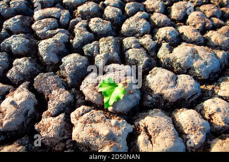 Feuille verte sur le sol de la sécheresse . Climat aride avec fissures dans le sol . Concept écologique Banque D'Images