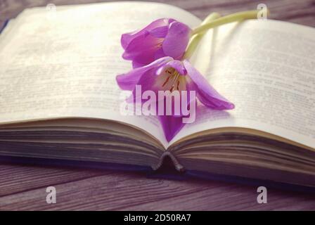 ouvre un vieux livre avec deux fleurs violettes Banque D'Images