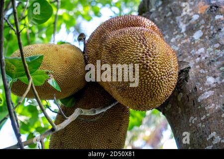 Arbre de Jackfruit ou arbre de pain et jeunes Jackfruits Banque D'Images