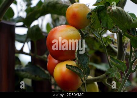 Tomates sur un buisson de tomates dans le jardin Banque D'Images