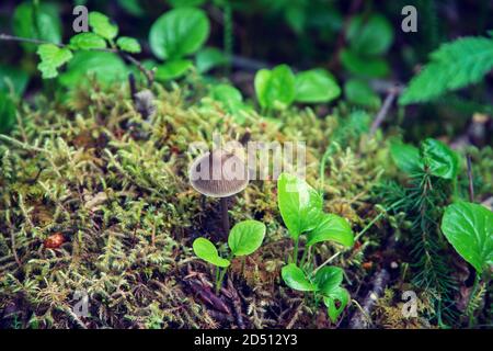 Petits champignons poussant sur le sol de la forêt Banque D'Images