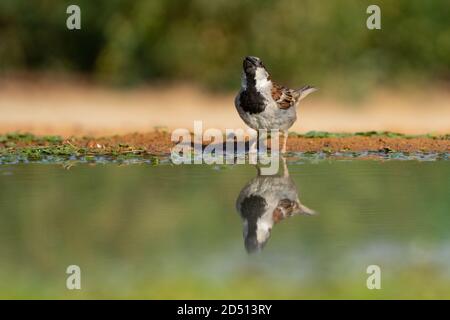 Maison de sexe masculin (Passer domesticus). Photographié en Israël en juillet Banque D'Images