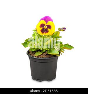 Fleurs de viola de printemps wittrockiana Banque D'Images