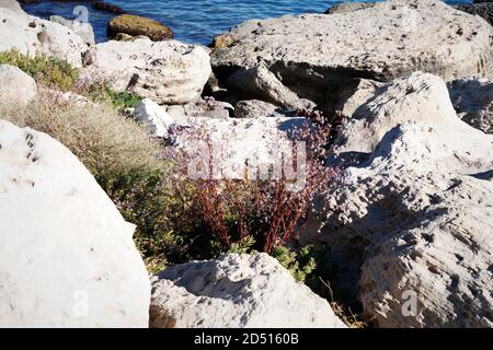 Côte rocheuse de la mer Caspienne. Fleurs sur les rochers. 10 octobre 2019 année. Kazakhstan région de Mangislau. Banque D'Images