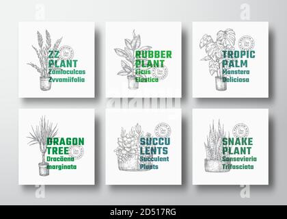 Collection de modèles d'étiquettes vectorielles de houseplants. Tracé à la main Dracaena, Monstera, etc. Esquisses avec la typographie moderne. Publicité pour le jardinage à domicile Illustration de Vecteur