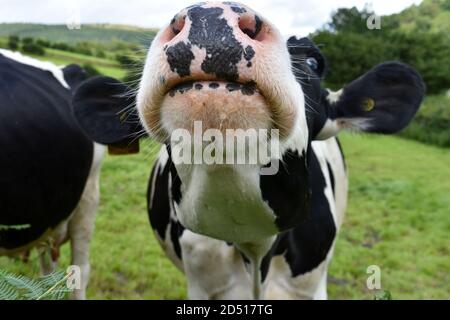 Gros plan image drôle du nez et de la bouche de la vache, tête levée montrant les narines et les oreilles dehors. Vache noire et blanche dans le champ vert en été Banque D'Images