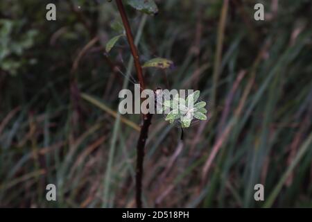 petite plante poussant dans un féild couvert de toile d'araignée et rosée du matin Banque D'Images