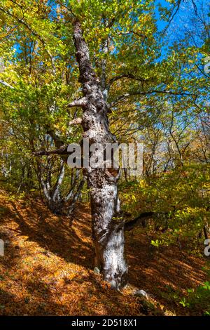 Vieux arbre dans une forêt de montagne Banque D'Images