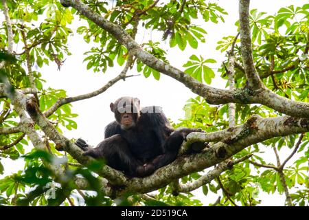 Chimpanzé (Pan troglodytes) chimpanzé sur un grand arbre, le parc national de Kibale, en Ouganda Banque D'Images