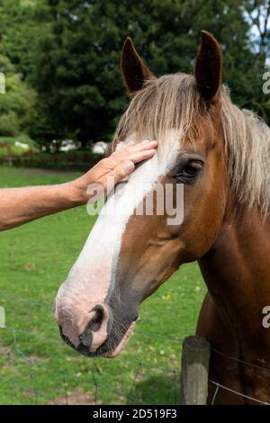 gros plan de la main de mans de chevaux bruns et blancs rendez-vous au champ sous le soleil d'été Banque D'Images
