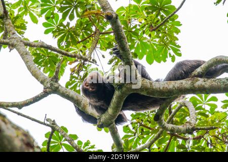 Chimpanzé (Pan troglodytes) chimpanzé sur un grand arbre, le parc national de Kibale, en Ouganda Banque D'Images