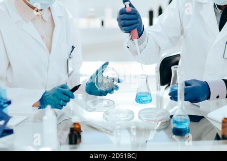 Les chercheurs en microbiologie examinent les bactéries dans une boîte de Pétri. Banque D'Images