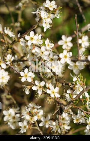 La floraison de Blackthorn (Prunus spinosa) pousse à hedgerow Banque D'Images