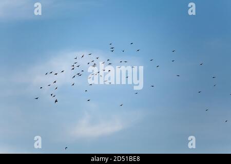 Les oiseaux voleront dans ciel nuageux Banque D'Images