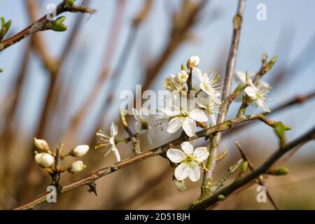 La floraison de Blackthorn (Prunus spinosa) pousse à hedgerow Banque D'Images