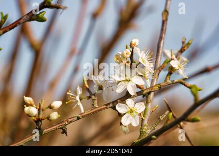 La floraison de Blackthorn (Prunus spinosa) pousse à hedgerow Banque D'Images