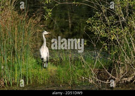 Héron gris debout sur une petite île Banque D'Images