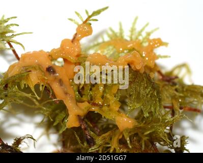 Le champignon jaune de la lime le chien vomit de la chaux moule Fuligo septica croissance sur mousse Banque D'Images