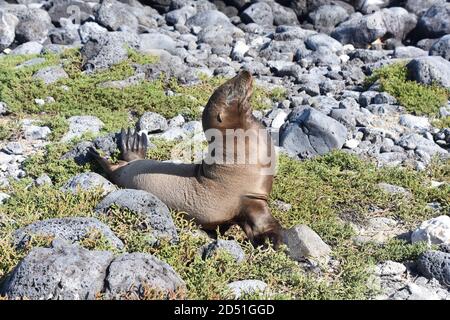 Galapagos femelles otaries zalophus wollebacki bains de soleil sur la plage de pierres Banque D'Images