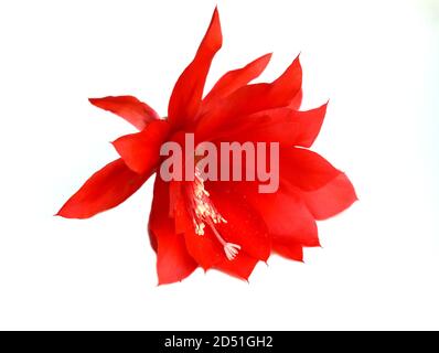 Epiphyllum orchidée cactus fleur rouge isolée sur fond blanc Banque D'Images