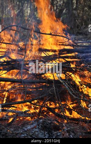 Gravure de brindilles sur un grand feu de joie Banque D'Images