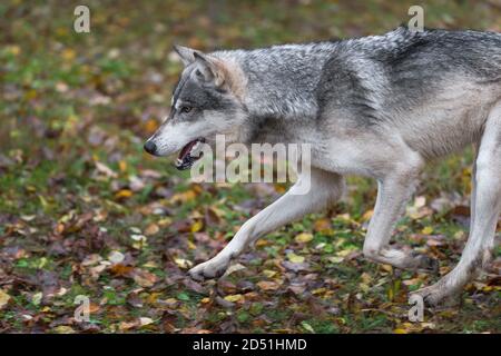 Loup gris (Canis lupus) Il reste des feuilles d'automne - animal captif Banque D'Images