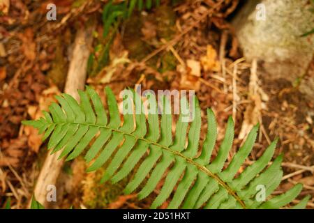 Une chaude journée d'automne dans un parc de la colombie-britannique. Banque D'Images