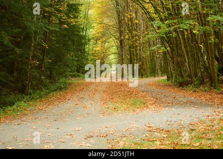 Une chaude journée d'automne dans un parc de la colombie-britannique. Banque D'Images