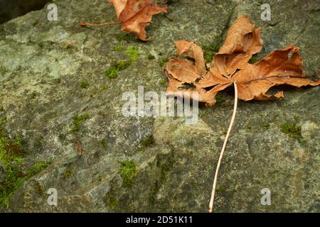 Une chaude journée d'automne dans un parc de la colombie-britannique. Banque D'Images