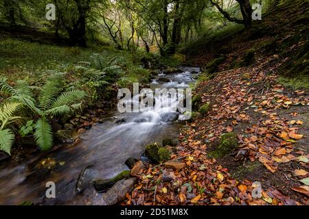 Un petit ruisseau traversant une forêt avec des feuilles d'automne au sol Banque D'Images