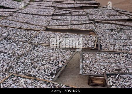 Petit poisson (ca com) pour la production de sauce de poisson en usine. La sauce de poisson au Vietnam est un produit national Banque D'Images