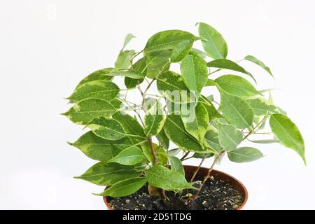 Ficus benjamina dans un pot brun sur fond blanc. Installation domestique. Banque D'Images